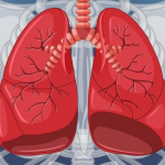 Discover Lung Anatomy - From Base to Apex