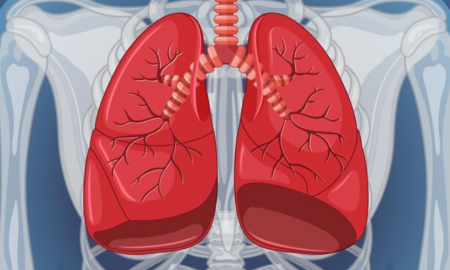 Discover Lung Anatomy - From Base to Apex