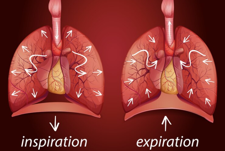 Lung anatomy also involves the diaphragm, a key muscle aiding in breathing mechanics.